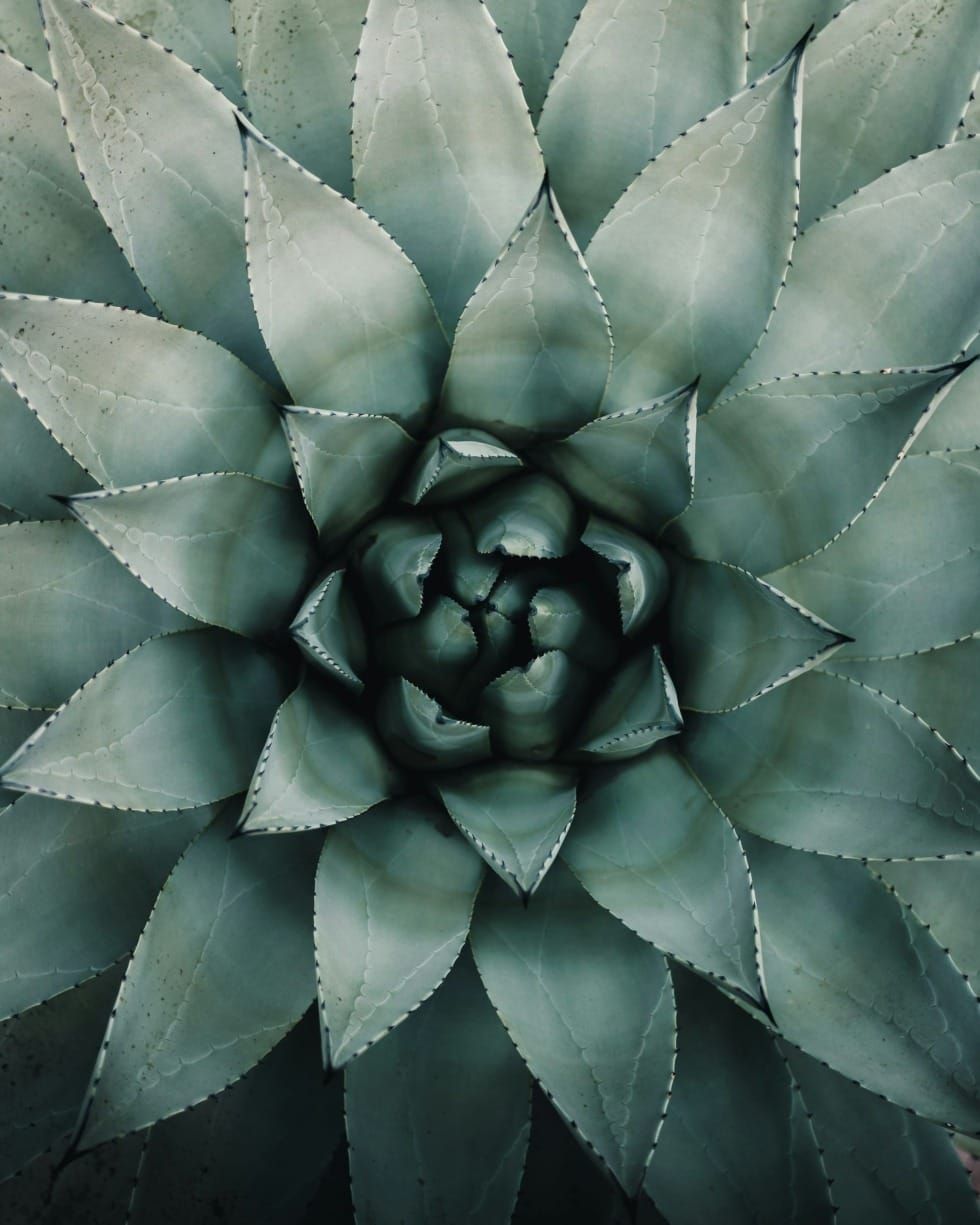 How Aloe Vera Juice Can Nourish and Restore Your Body