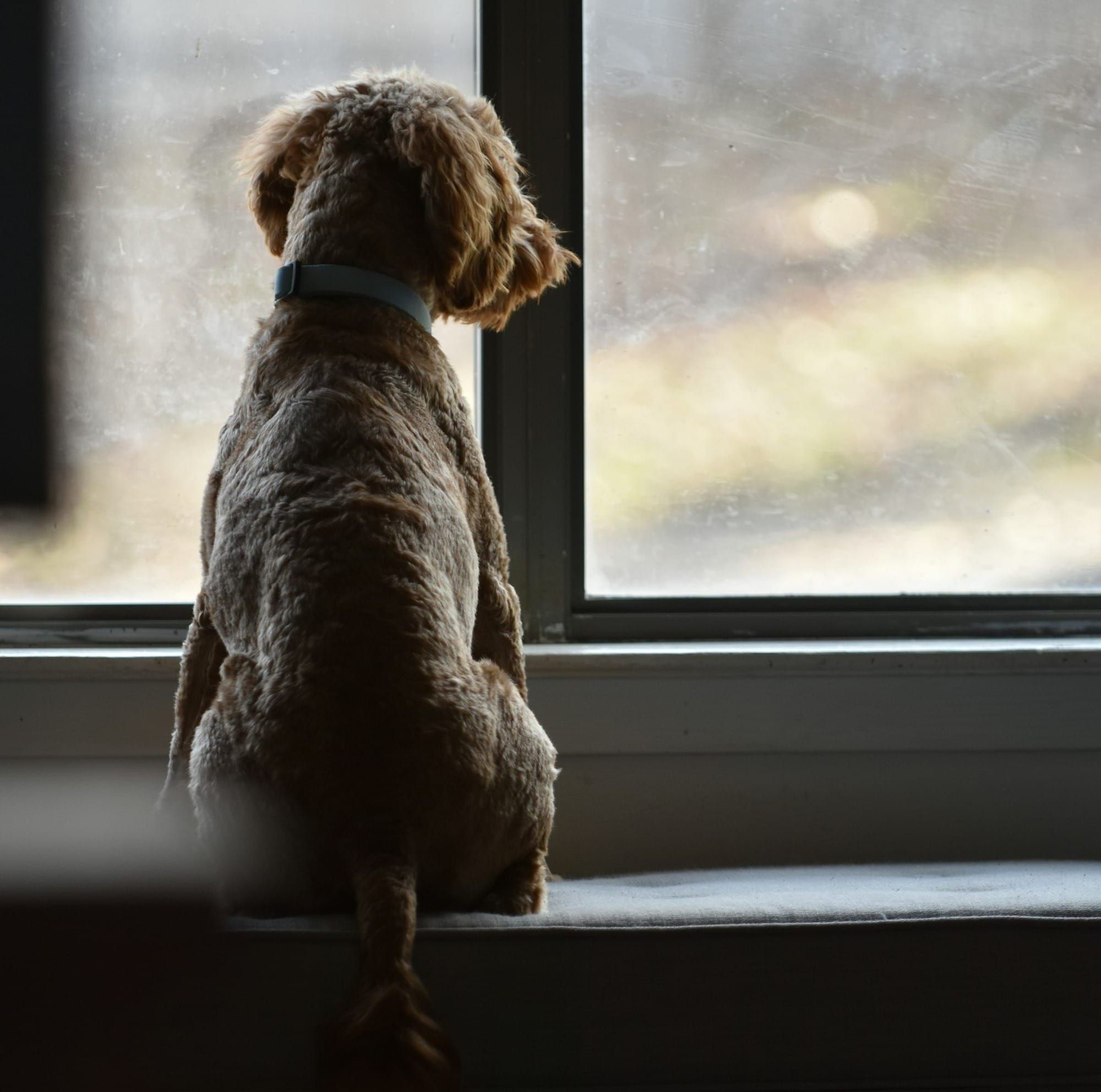 When the House Goes Silent: Pets and Separation Anxiety