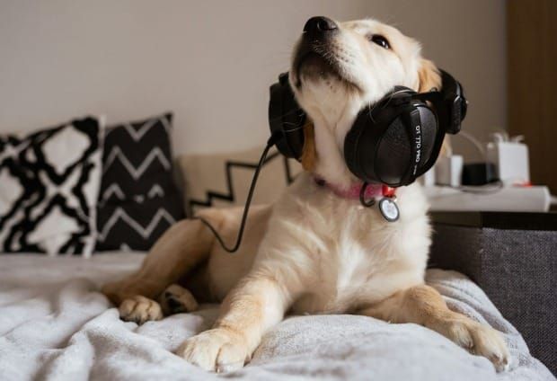 Podcast