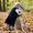 What a Beaten Dog Taught Me About Stewardship, Compassion, and the Heart of God