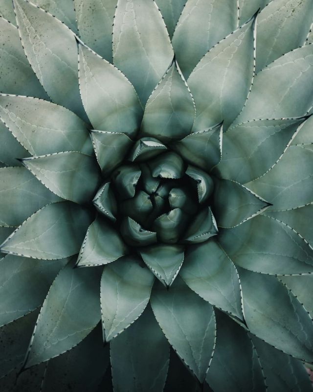 How Aloe Vera Juice Can Nourish and Restore Your Body