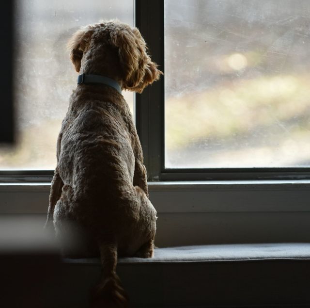 When the House Goes Silent: Pets and Separation Anxiety