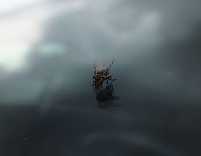 What to Know About New World Screwworm as Cases Are Detected Near the U.S.