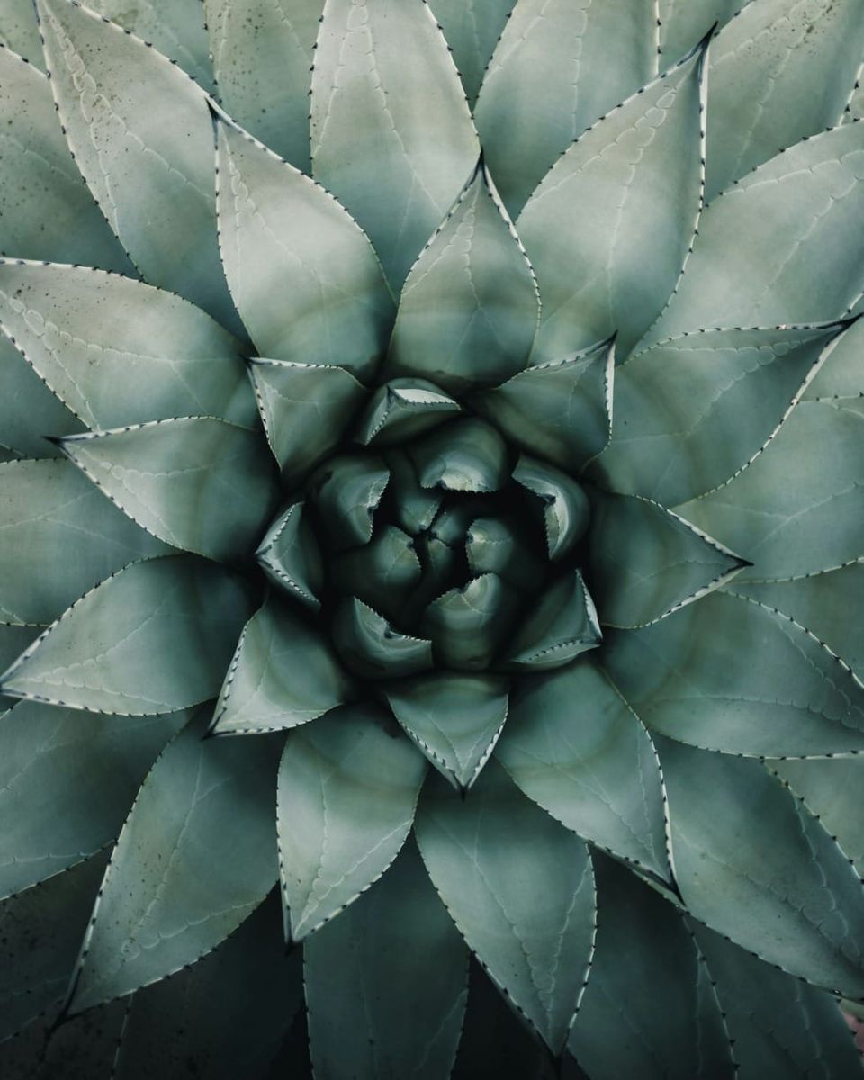 How Aloe Vera Juice Can Nourish and Restore Your Body