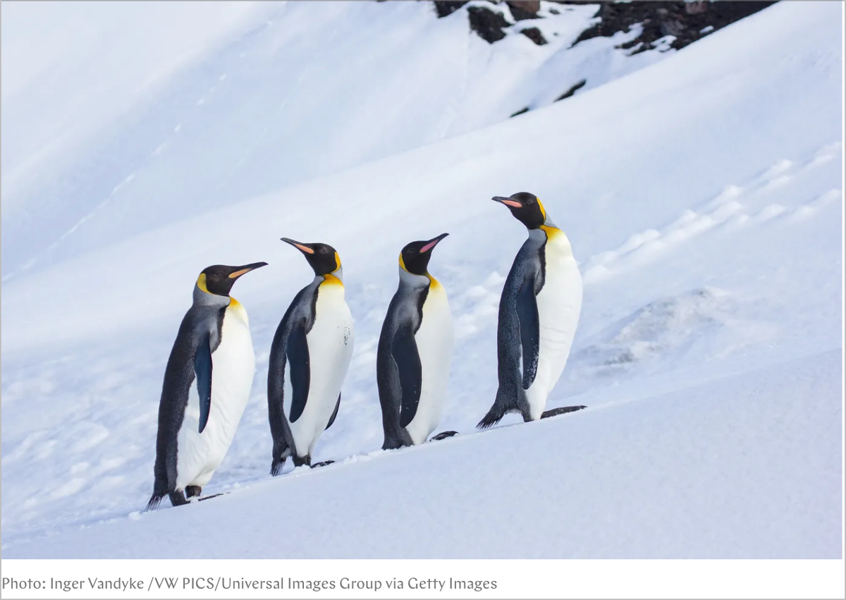 The People (and Penguins) Dissent