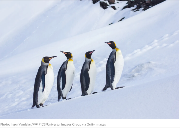 The People (and Penguins) Dissent