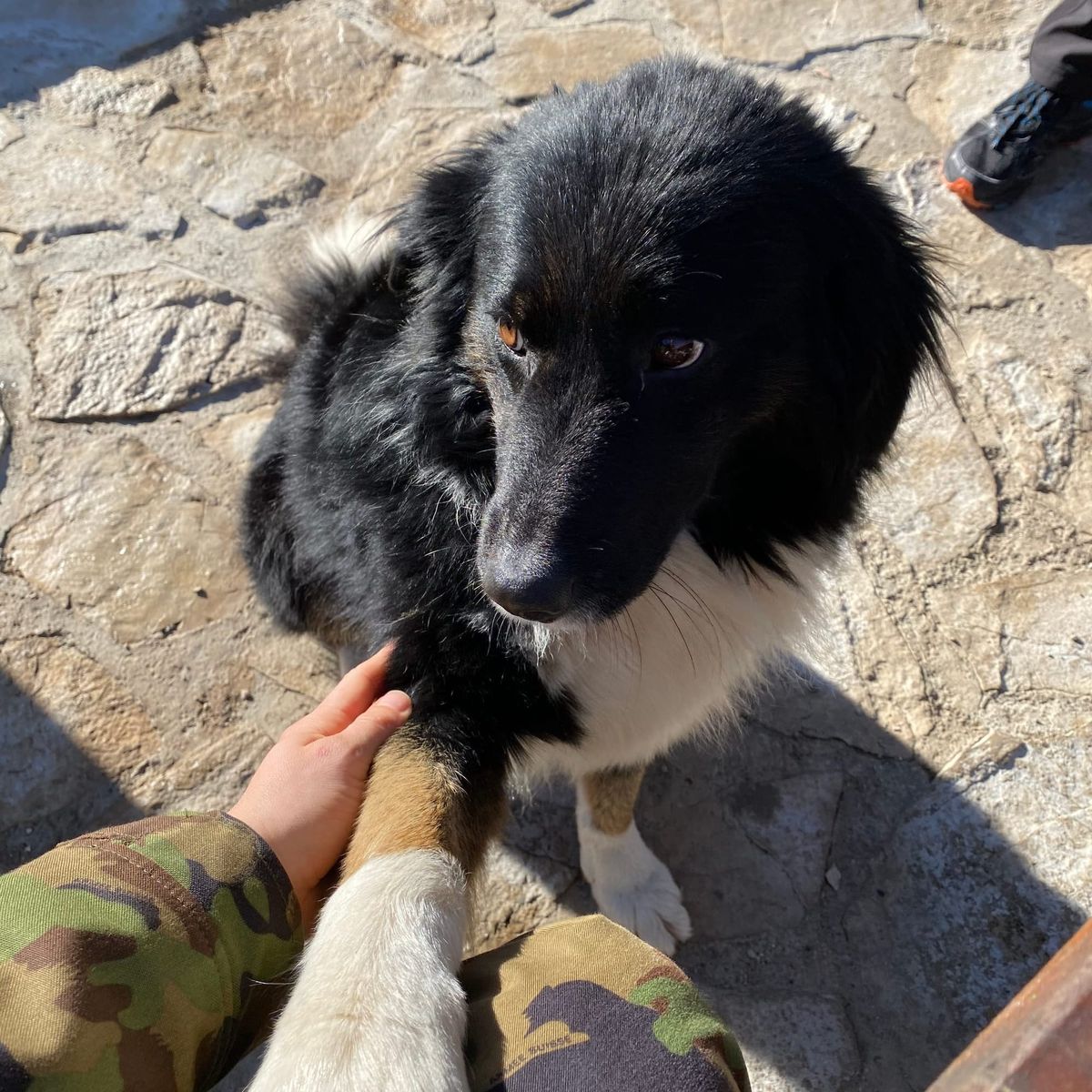 Professional Border Collie