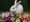 Animal rescue service seeks home for rabbits