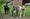 Three dogs running