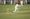 Cricketer in a field.