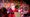 Santa show at Cadbury World