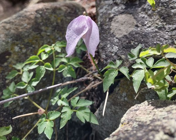 Three Coloradoan Clematis