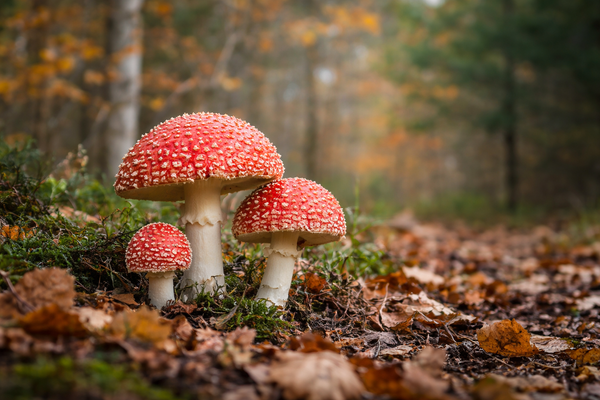 Not All Microbiologists Study Germs