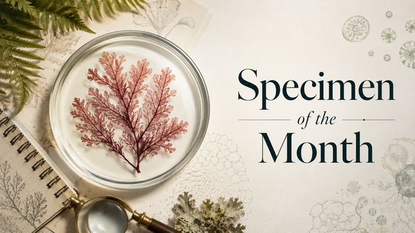 Specimen of the Month August 2026: Aeonophiles