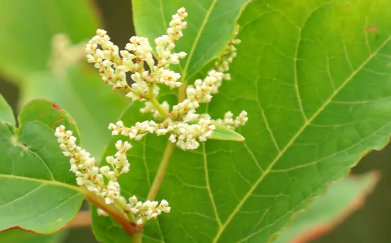 Inwoners cruciaal bij bestrijding duizendknoop