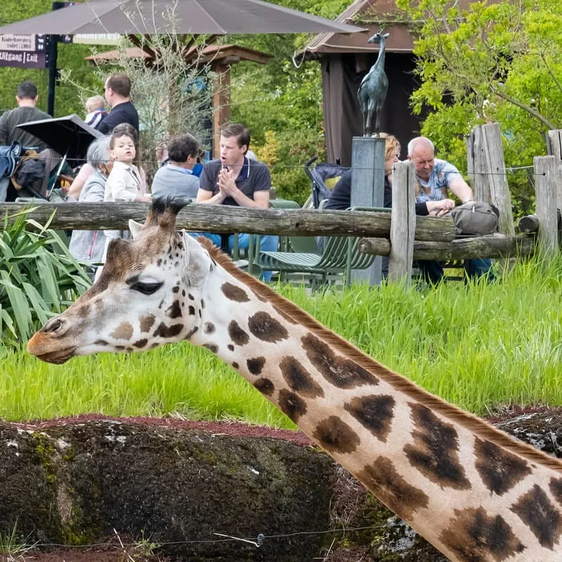 Verdriet bij GaiaZOO: grondlegger overleden