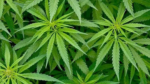 Grote hennepplantage ontdekt in Hoensbroek