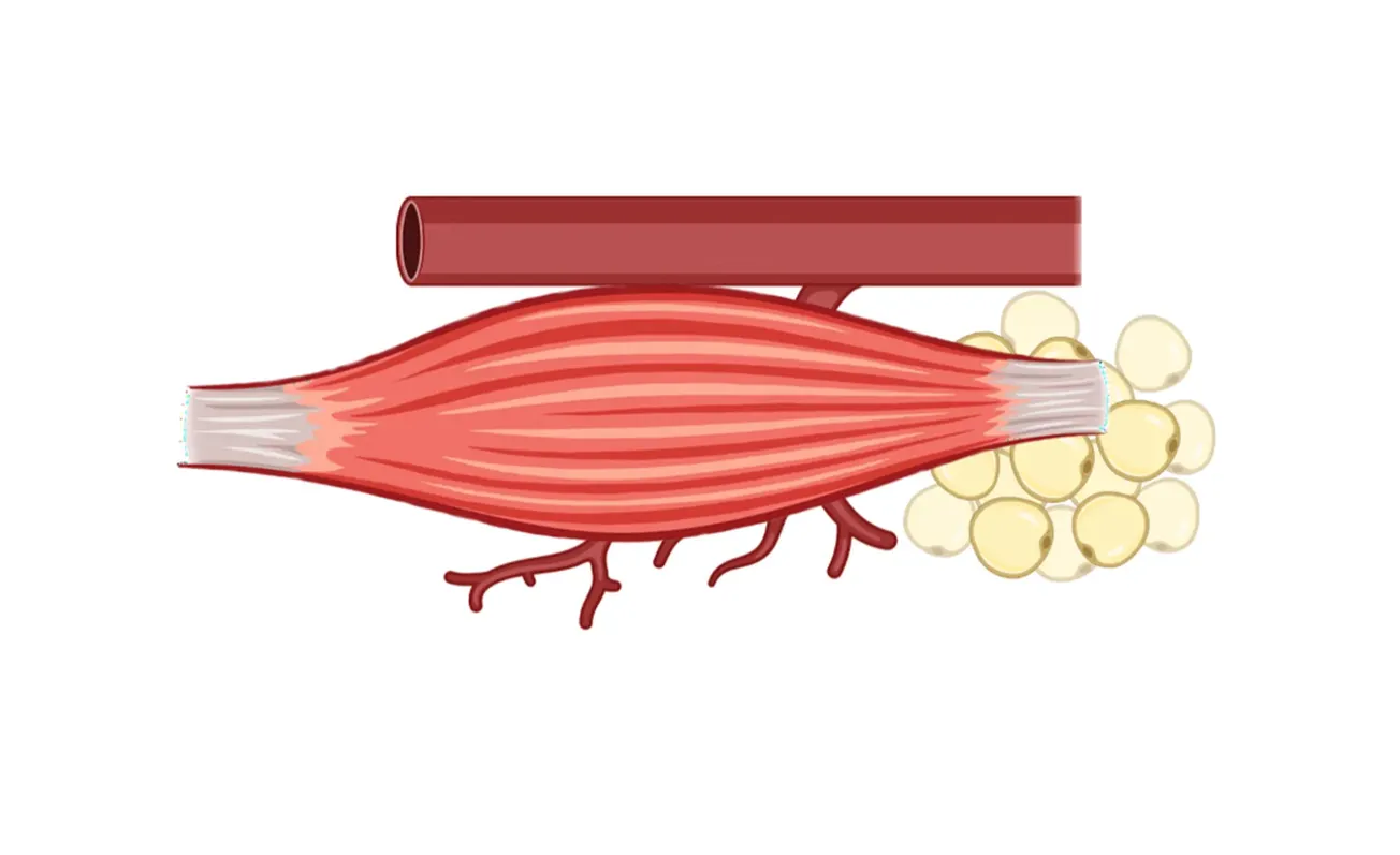 MUMC zoekt deelnemers voor onderzoek diabetes tegen vergoeding