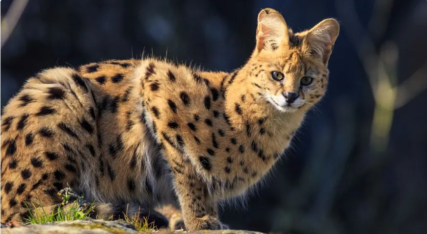 In Landgraaf ontsnapte serval  gevangen