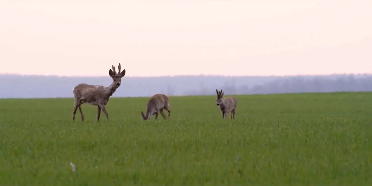 Honden aan de lijn voor jonge reeën en broedende weidevogels