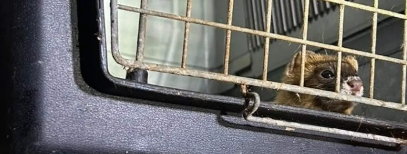 Tientallen verwaarloosde exotische dieren in woning gevonden