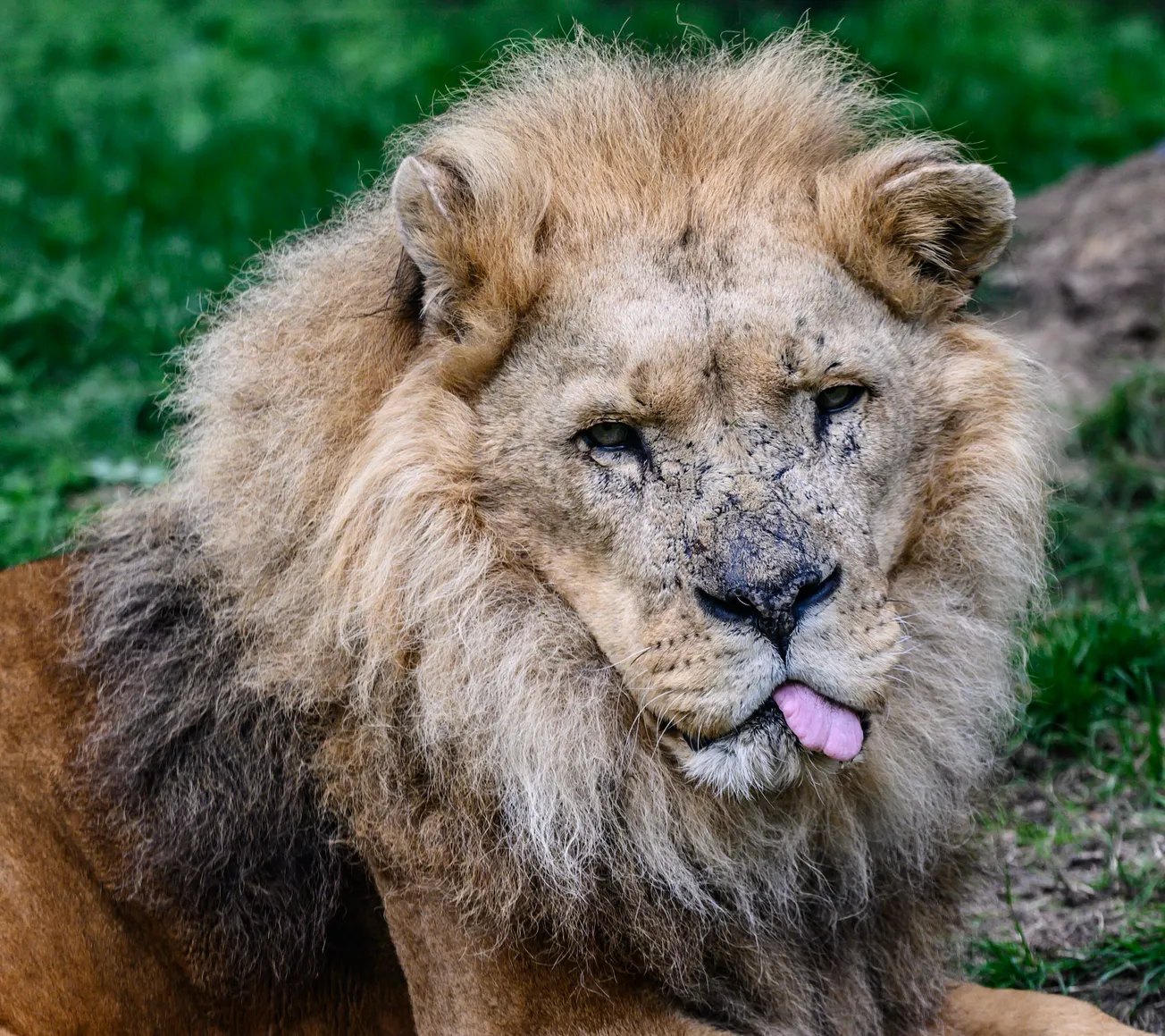 GaiaZoo heeft nieuwe leeuw