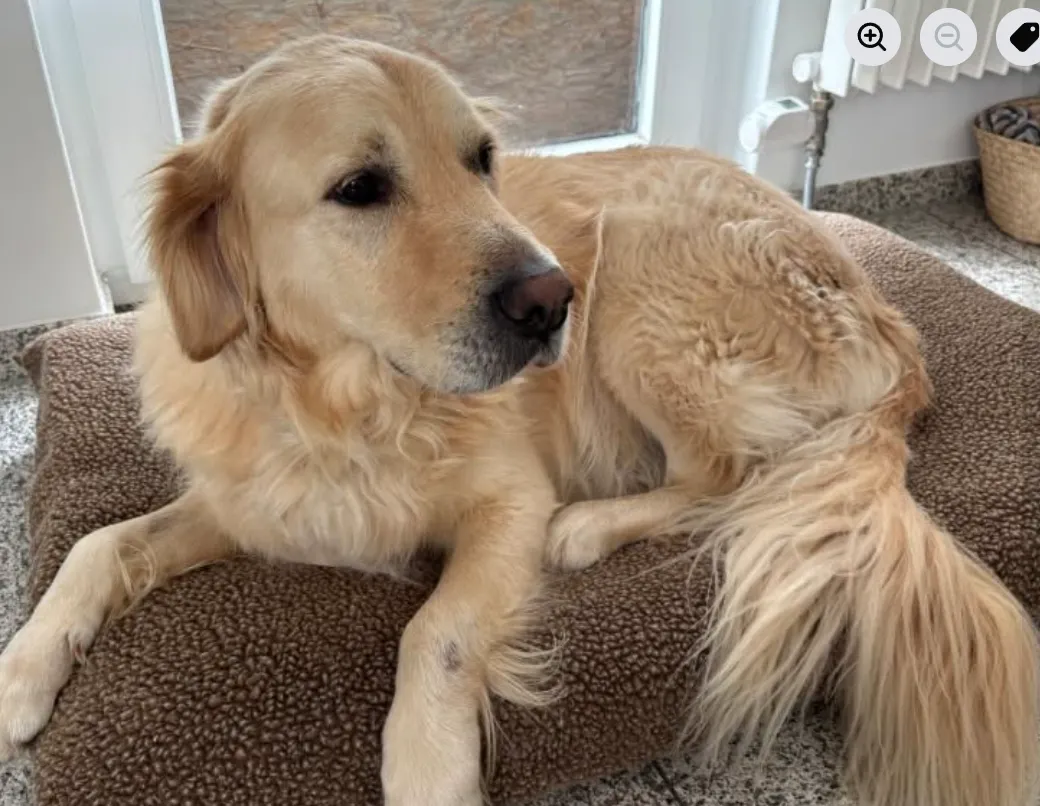 Update: verdwenen hond dood gevonden