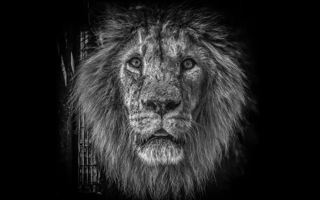 Nieuwe leeuw GaiaZOO onverwachts overleden