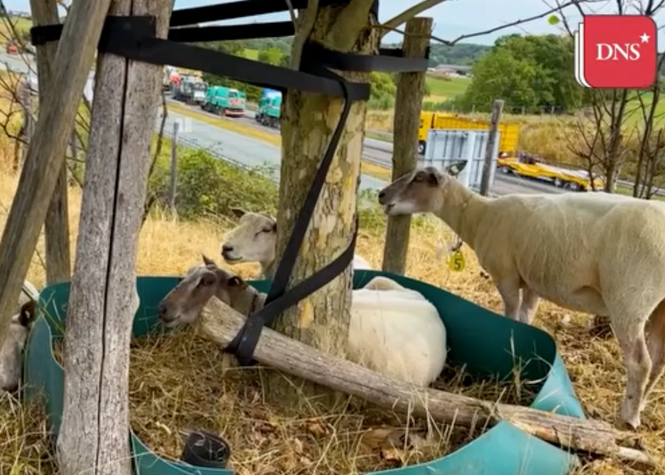 Video: schapen kijken toe hoe Buitenring bij Kerkrade op de schop gaat