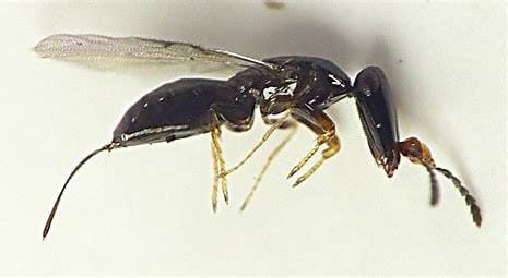 Fig Wasp