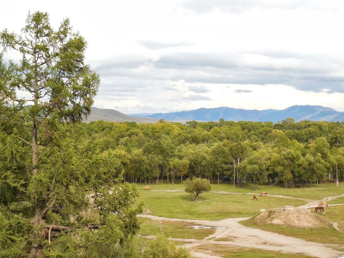Кыргызстан монголиялык «Миллиард дарак» долбоорун колдоого даяр