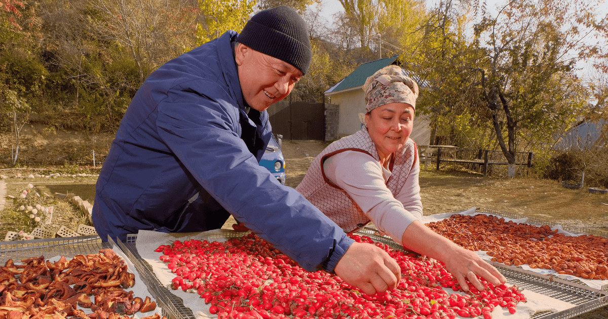 Мөмө-жемиштерди инновациялык күн кургаткыч менен кургаткан Рано Чекированын ийгилик баяны