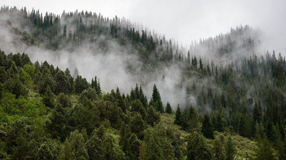 2023-жылы токойлорду коргоо жана көбөйтүү боюнча иш-чаралар 90.8 млн сомго каржыланат