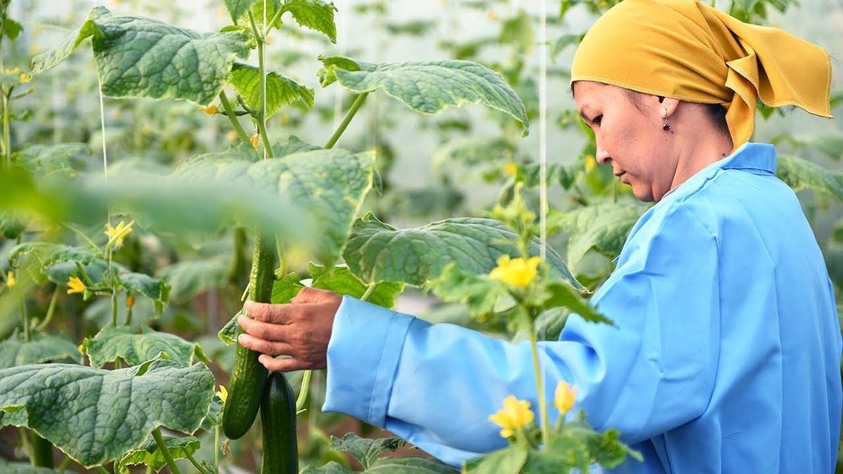 Фермерлерге 2.9 млрд сомго жеңилдетилген насыялар берилди