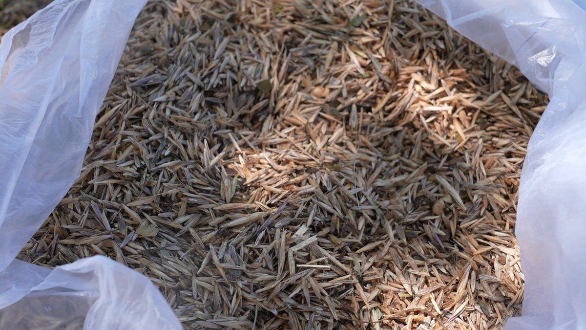 Айыл чарба министрлиги 10 миң гектарга жайыт үрөнүн себет