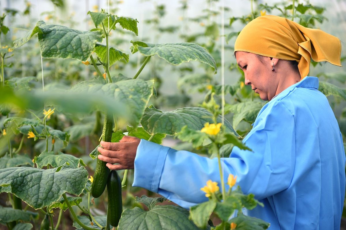 Фермерлерге 3 млрд сомдон ашык суммага жеңилдетилген насыя берилди