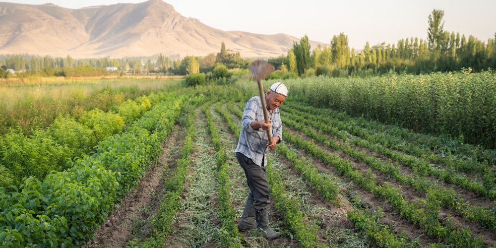 Фермерлерге 3.2 млрд сомго жеңилдетилген насыялар берилди
