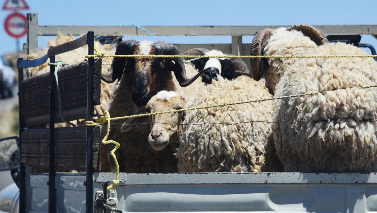 Кыргызстан жети айда малдан эң көп кой-эчкини экспорттоду – 62.4 миң баш