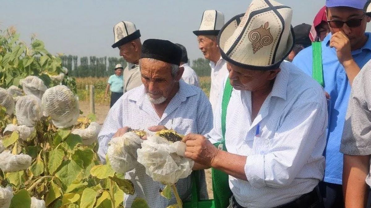 Фермерлерге 3.2 млрд сомго жеңилдетилген насыялар берилди