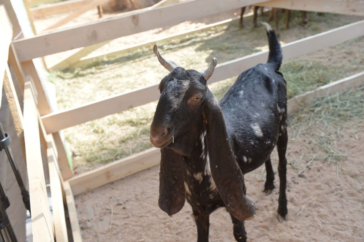 Акылбек Жапаров “АгроТехЭкспо2023”  көргөзмөсүнө барды - фото