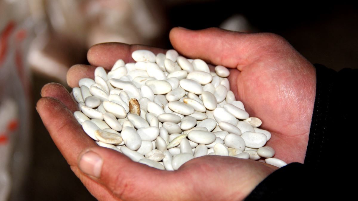 Иран Кыргызстандын төө буурчагына “Ден соолук сертификатынын” жойду