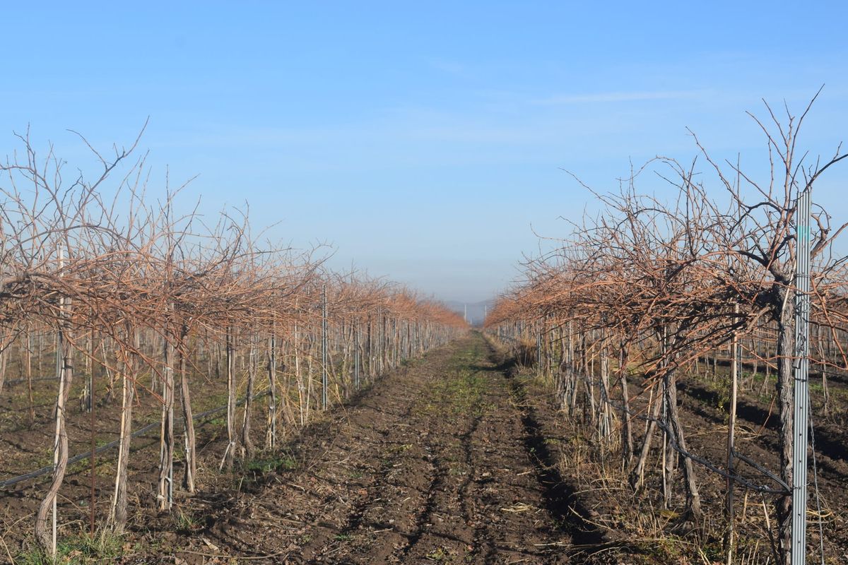Бакыт Төрөбаев Ысык-Атада жүзүм өстүрүүнү сунуштады