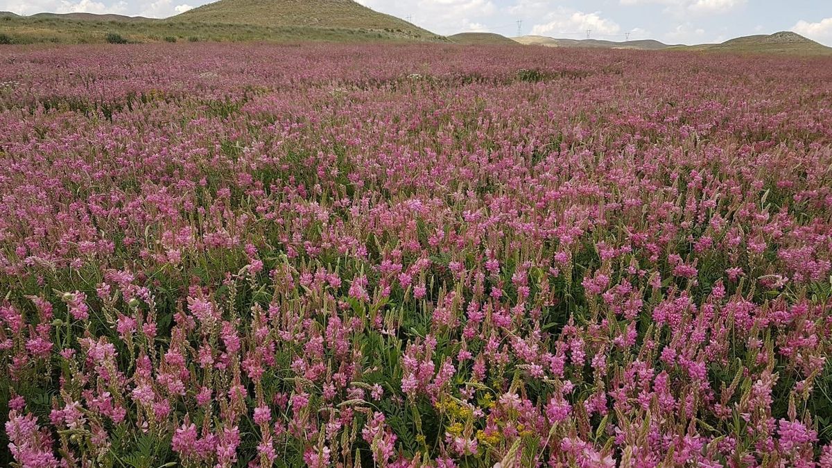 Жайыттарды жакшыртуу максатында эспарцет үрөнү облустарга таратылууда