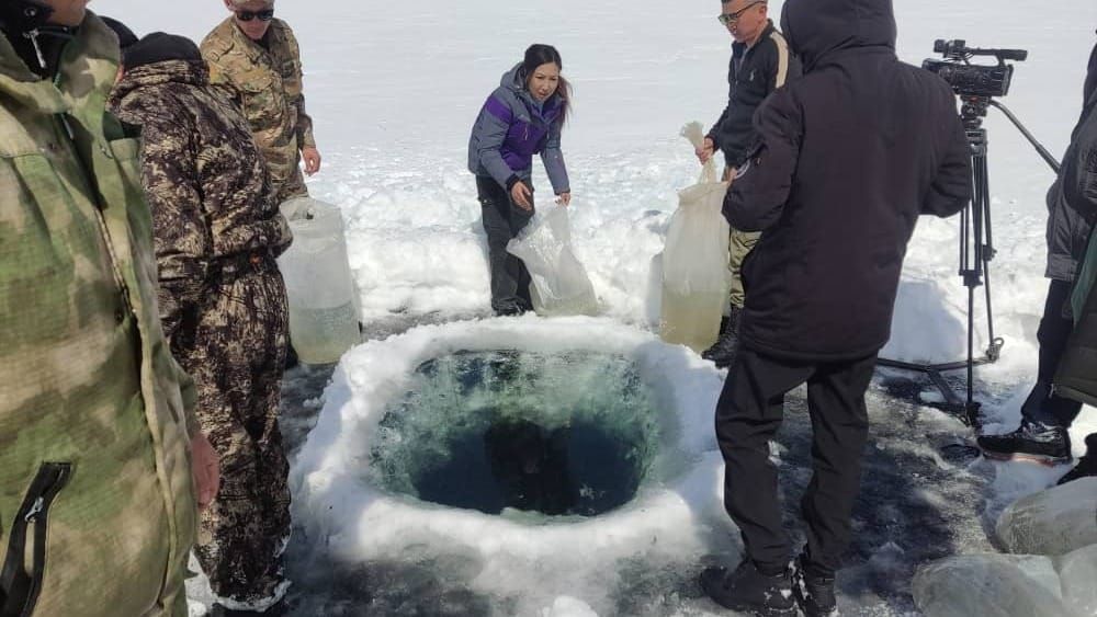 Соң-Көлдө 4.8 млн даана сига-лудога балыгынын чабактары кое берилди