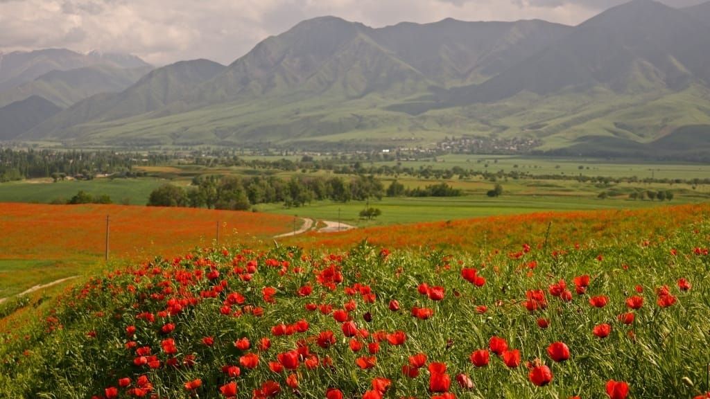 Экологиялык диалог: «Альянс Алтын» эко долбоорлорду колдоону улантат