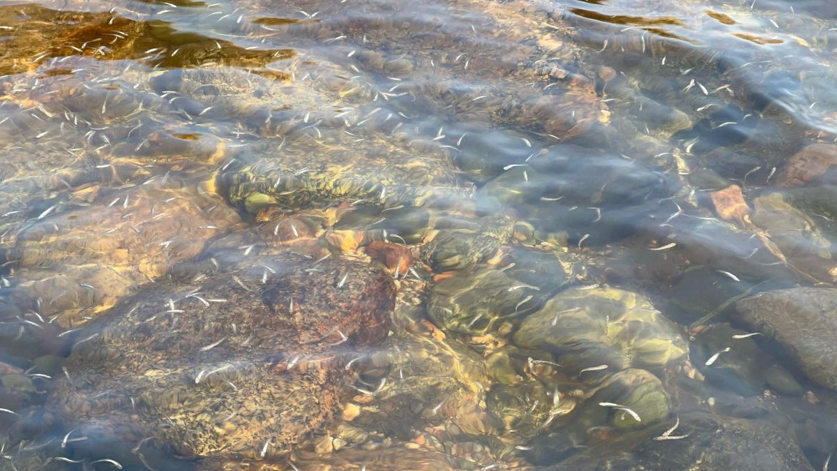 Талас районундагы дарыяларына дагы 20 миң форелинин чабактары кое берилди – долбоорду «Альянс Алтын» колдооду