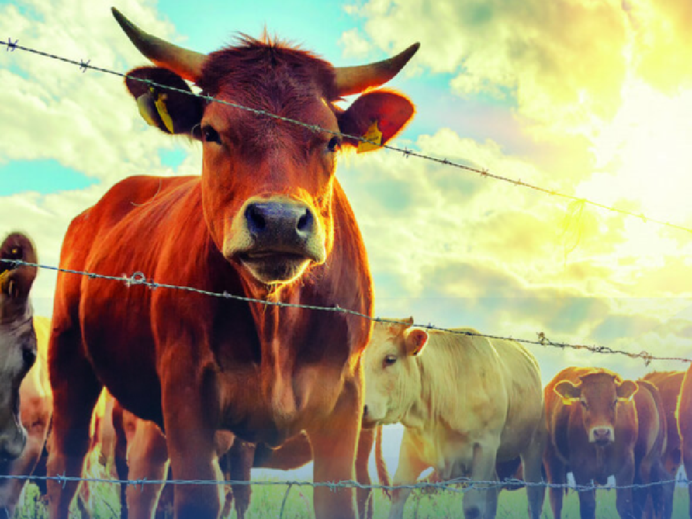 Асыл тукум мал чарбасын өнүктүрүүгө 196,48 млн сом насыя бөлүндү