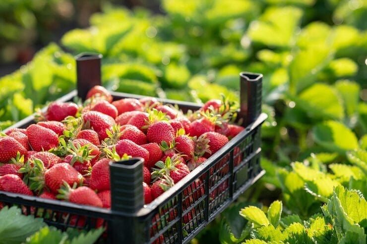 Баткендик дыйкан 200 тонна кулпунай экспорттоп, 34 млн сом киреше тапты