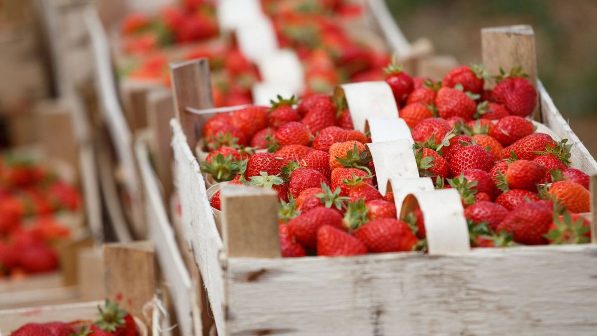 Кыргызстандын мөмө-жемиштери Европа мамлекеттерине экспорттоло баштады