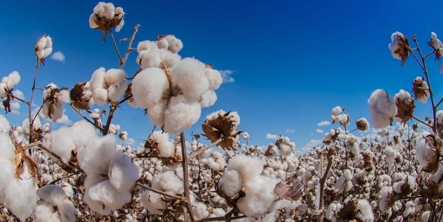 Араванда пахтаны заманбап техника менен жыйнашууда